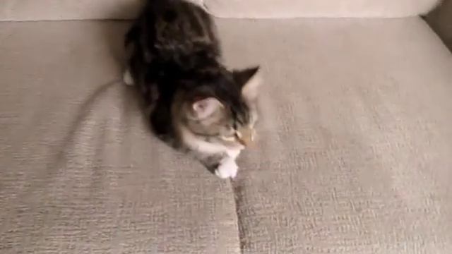 Сибирский котенок Зельда Шарм Сибири смотреть онлайн