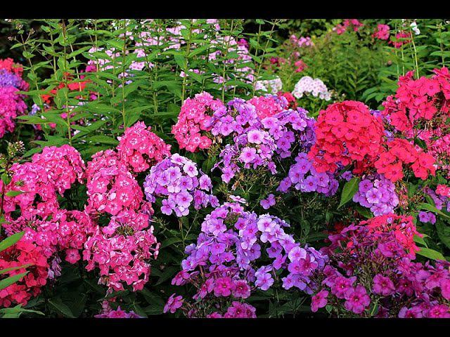 Флоксы Виндзор, Сириус, Птица Синица смотреть онлайн