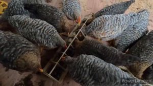 Лучшая порода кур - Билефельдер