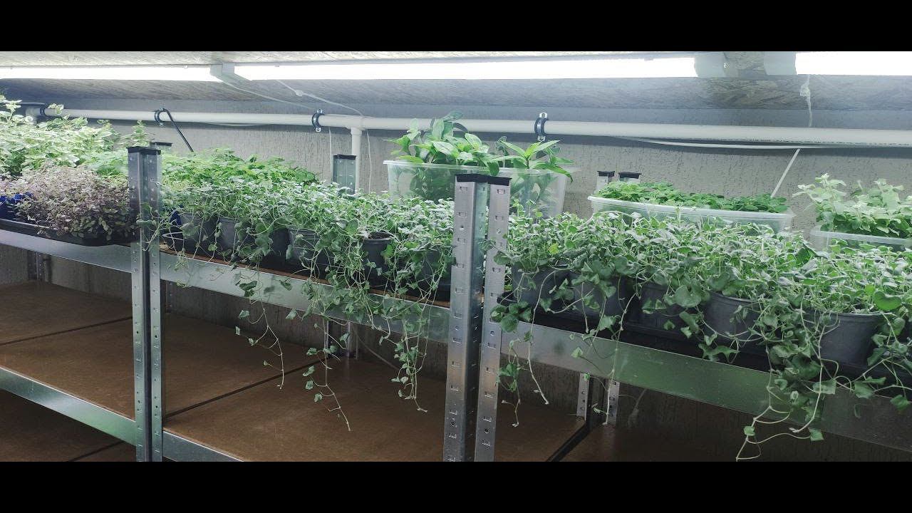 Продажа растений. Открываю дополнительный прием заказов на ампельные растения. Отправка почтой. смотреть онлайн