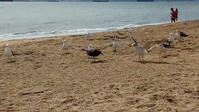 Чайки едят сою на пляже в Находке. Пляж песчаный смотреть онлайн