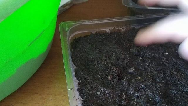 Посев бархатцев на рассаду. смотреть онлайн