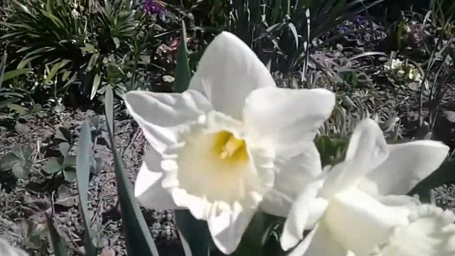 Белый трубчатый Нарцисс садовый сорт Mount Hood . White Tubular Narcissus Garden Variety Mount Hoo смотреть онлайн