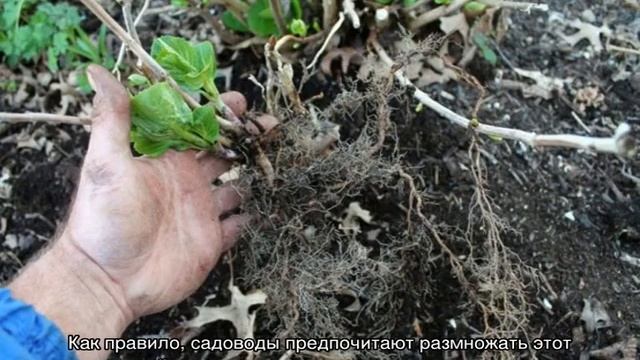 Гортензия Строберри Блоссом (Hydrangea Paniculata Strawberry Blossom) — описание смотреть онлайн