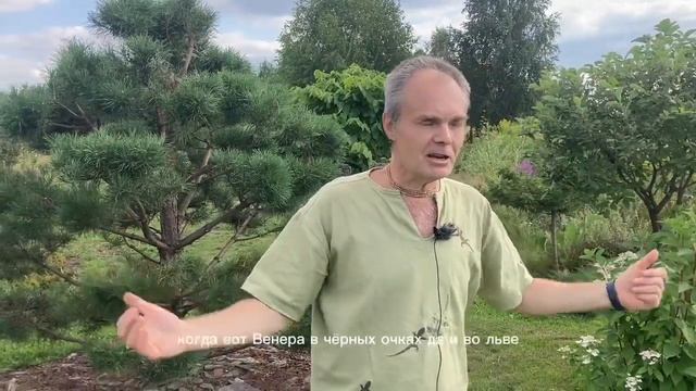 Шипы дикообраза, табун лошадей и правила дорожного движения. 7 августа. Луна экзальтирует в Тельце смотреть онлайн