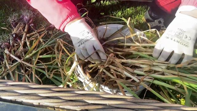 ЧТО с НИМ СЛУЧИЛОСЬ? Почему стрелка у чеснока осталась в стволе ?#дача #жизньвдеревне #чеснок смотреть онлайн