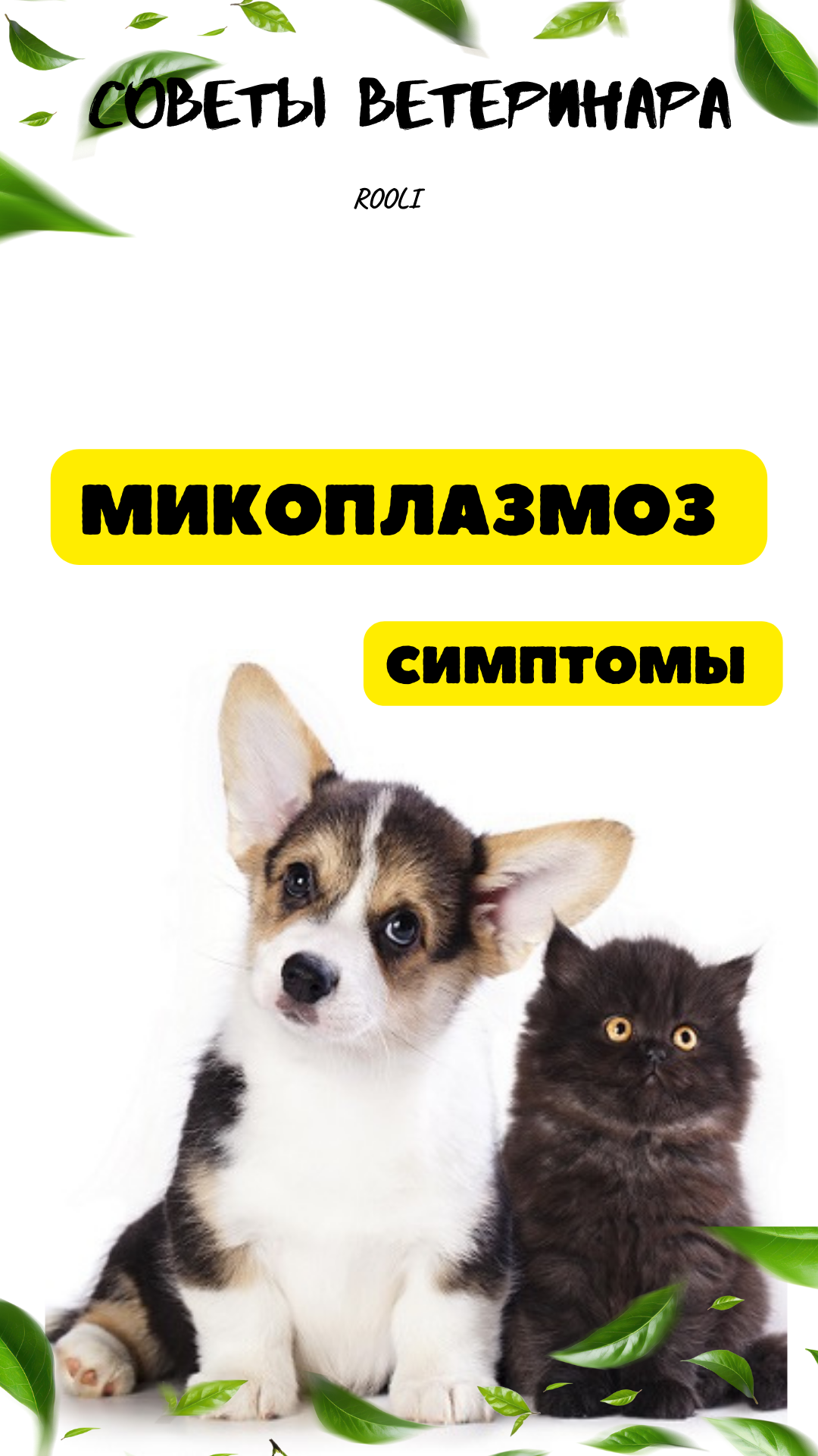 Микоплазмоз у питомца - кошки, собаки, грызуны. смотреть онлайн