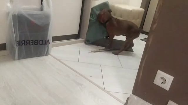 Английский стаффордширский бультерьер щенок Стаффи смотреть онлайн