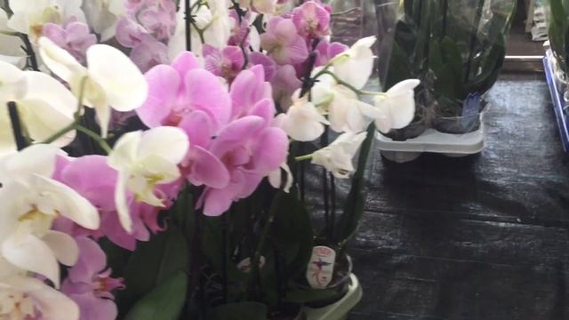 Обзор орхидей в Оби 1 августа 2019г.  Есть уценка)