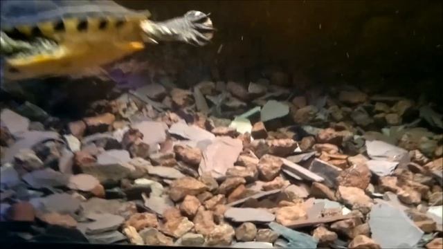 BEST TURTLE TANK SETUP!! FACT!! A tank that's actually suited for turtles!!! смотреть онлайн