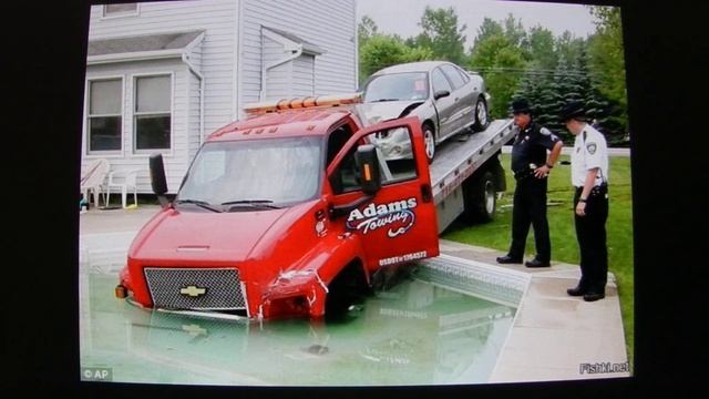 Настоящий снежный лев, царь домашних зверей и другие фото приколы. смотреть онлайн