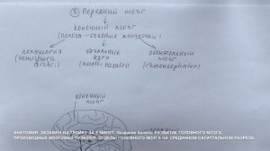 Билет 011. РАЗВИТИЕ ГОЛОВНОГО МОЗГА. ПРОИЗВОДНЫЕ МОЗГОВЫХ ПУЗЫРЕЙ. ОТЛЕЛЫ ГОЛОВНОГО МОЗГА .
