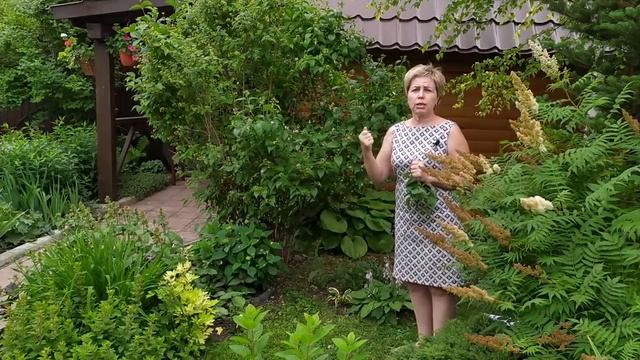 ЖАСМИН САДОВЫЙ или ЧУБУШНИК Особенности выращивания, ухода и ОБРЕЗКА смотреть онлайн