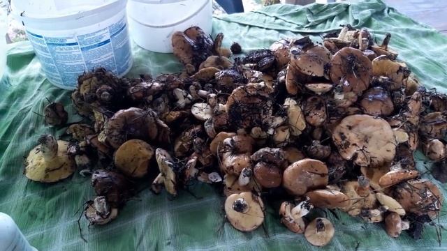 МАСЛЯТА ВЁДРАМИ в мае! смотреть онлайн