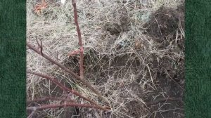 127 Шиповник размножение методом пересадки поросли  личный опыт