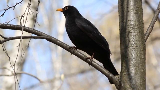 Common Blackbird / Чёрный дрозд / Turdus merula смотреть онлайн
