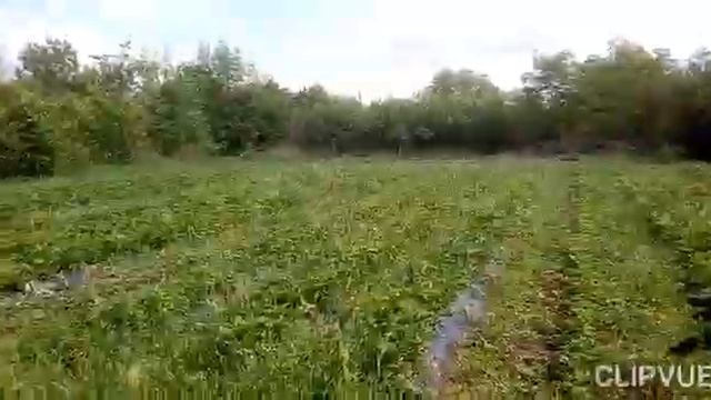 Работа Клубника Кролики смотреть онлайн