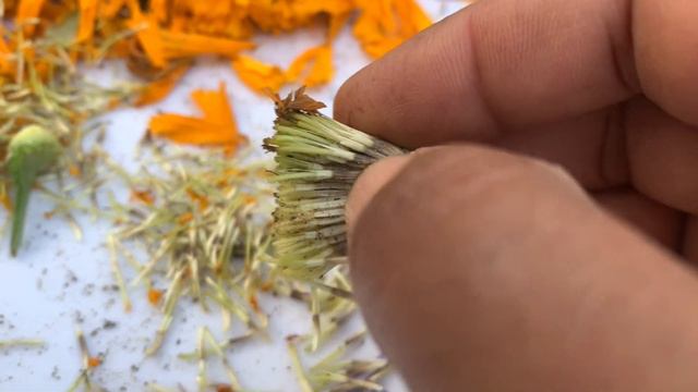 How to Grow Marigold at Home | Secret behind Thick flowers | Summer Flower смотреть онлайн