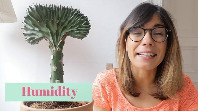 Euphorbia Lactea Cristata care - Coral Cactus смотреть онлайн