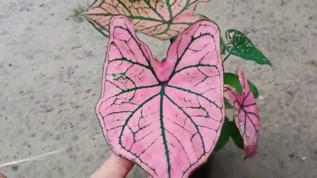 pink caladium dark rose caladium 200/- whtsp 9847405270 смотреть онлайн