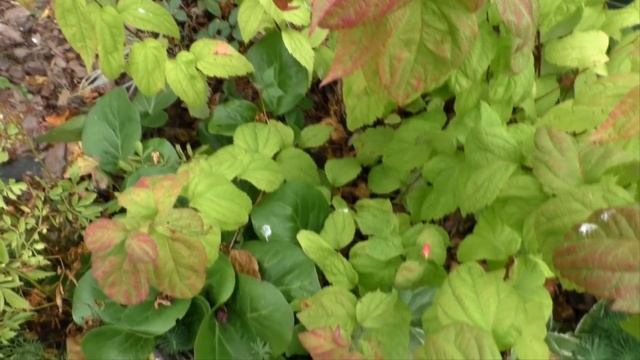 Самая роскошная спирея  японская - сорт спиреи Макрофила в моем саду.