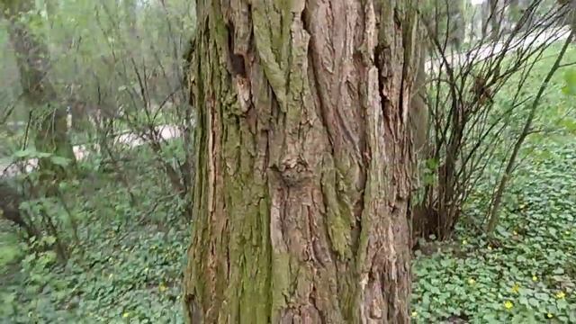 Новая примета Перешла дорогу Белка! ЭТО К ЗАПИСИ НОВОГО ВИДЕО) смотреть онлайн