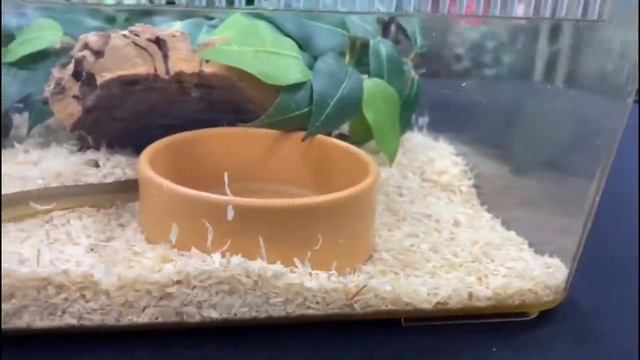 OUR Egg Eater Basic Hatchling Kit смотреть онлайн