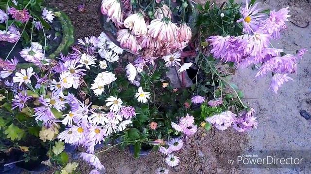 January month ki garden update nice view 🥀 смотреть онлайн