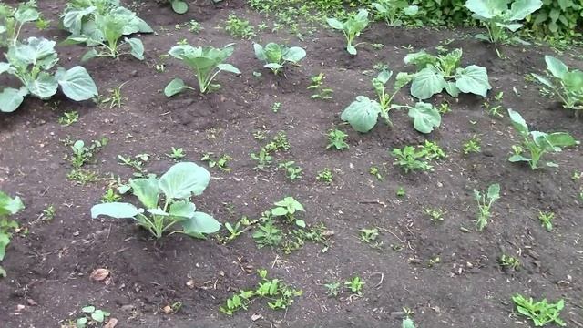 Самовар на дровах. Варим чай.Смотрим первый урожай. смотреть онлайн