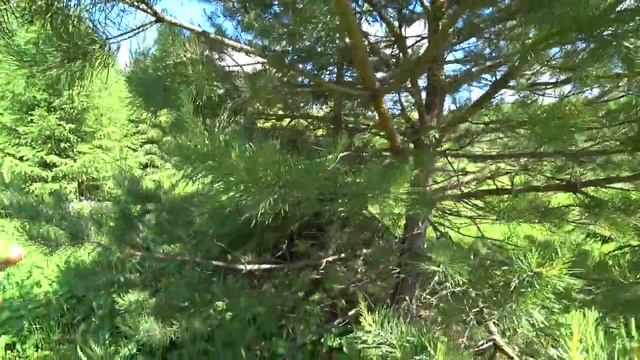 Летний поход в лес. 19 июня 2022. 2ч. смотреть онлайн