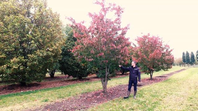 Prunus sargentii - Van den Berk on Trees смотреть онлайн