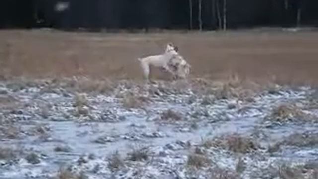 питомник Малихат Наши собаки в Финляндии смотреть онлайн