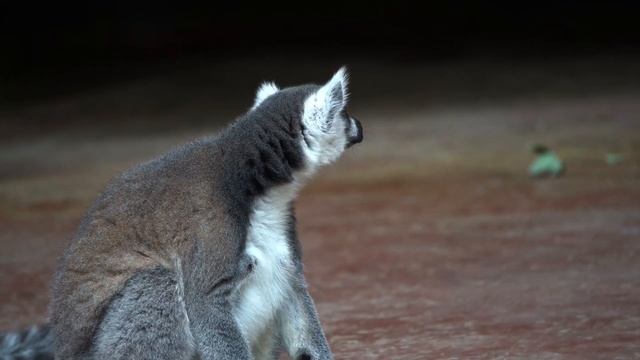 Lemur in 4K HDR | 4k Ultra HD Demo #lemur #animals #animal_4k #uhd_animals #animal смотреть онлайн