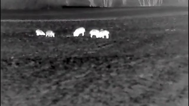 Pulsar Helion 2 XQ50f - Schwarzwild Auf Maisstoppel