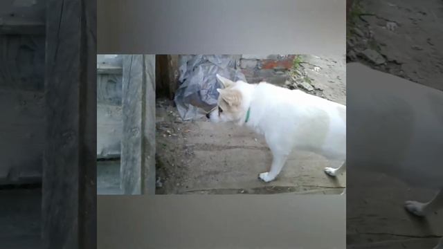 Отдали котёнка Кошка страдает #кошка #котята #cat #kitten #мойпитомец #mypet смотреть онлайн