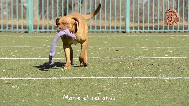 Прогулка бордоского дога/ французского мастифа в первые весенние деньки смотреть онлайн