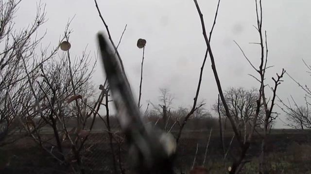 ОБРЕЗКА АЙВЫ. Формирование кроны айвы. смотреть онлайн