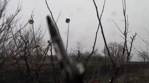 ОБРЕЗКА АЙВЫ. Формирование кроны айвы.