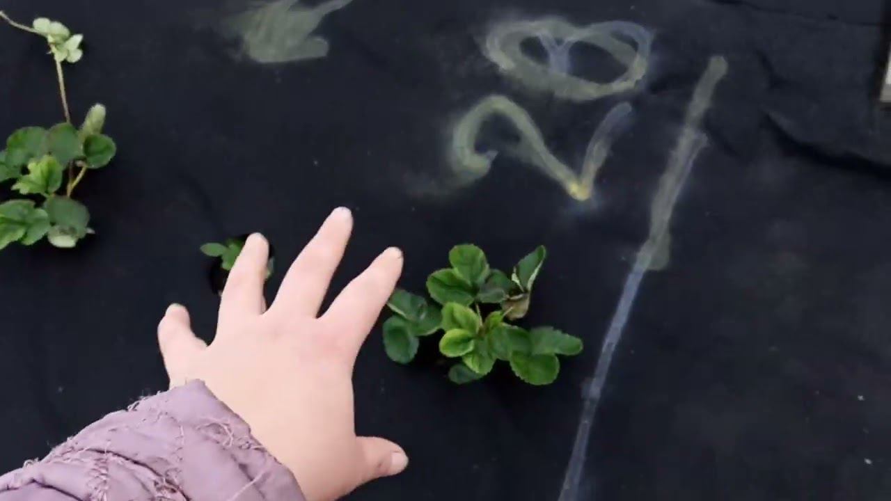 Как подготовить клубнику к зимовке смотреть онлайн