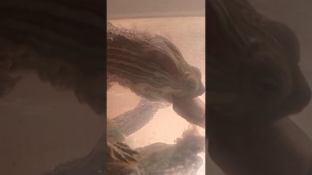 Красноухая черепаха: смотреть онлайн