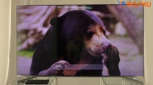 Обзор 4K QLED ТВ от Samsung серии Q6 на примере 55Q6F (49q6f 55q6 65q6f 75q6 82q6)