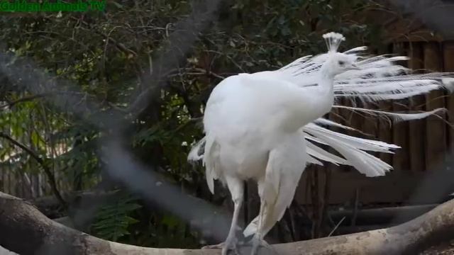Пения Павлинов 2  Зоопарк/Peacock Voices As Peacock Says 4K Singing Zoo