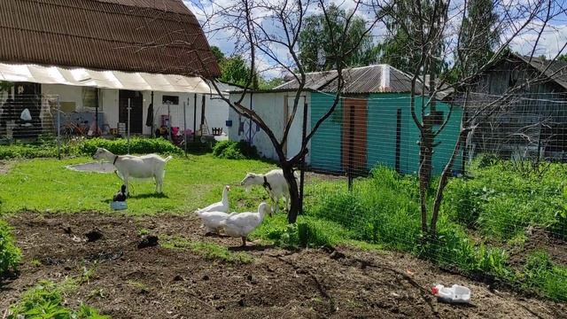 Обзор небольшого хозяйства. Купил гусыням гусака.