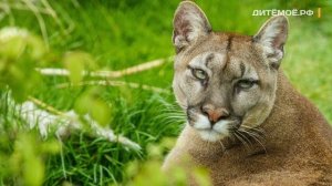 Пума. Энциклопедия для детей про животных. Горы