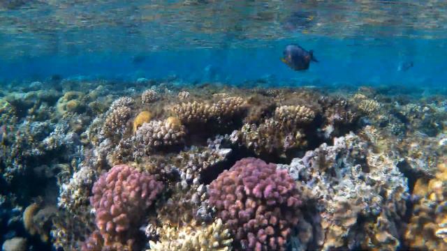 Под красной водой 2 319 (Рыба Хирург, Acanthurus sohal и Рыба Собака, Pufferfish) Dreams Beach смотреть онлайн