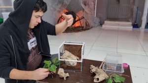 Пересадка МУРИНУСА Pterinochilus murinus и уборка террариума
