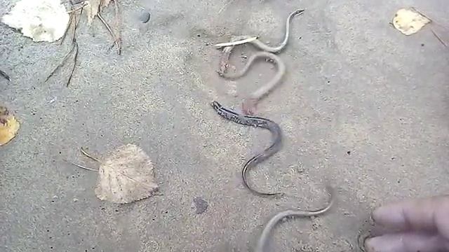 Желе: сладкие изыски для истинных гурманов