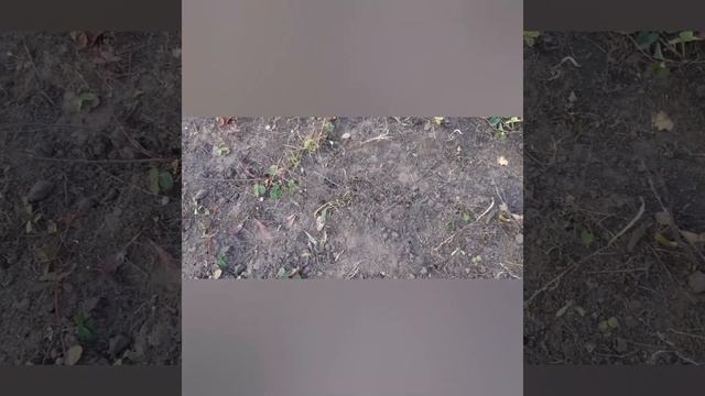 Посадка "ежевики" смотреть онлайн