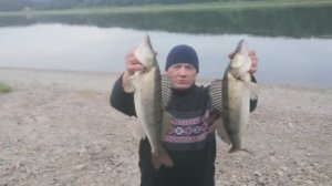 НОЧЬЮ СУДАКИ В 5 МЕТРАХ ОТ БЕРЕГА!!! РЫБАЛКА НА РЕЗИНКУ.