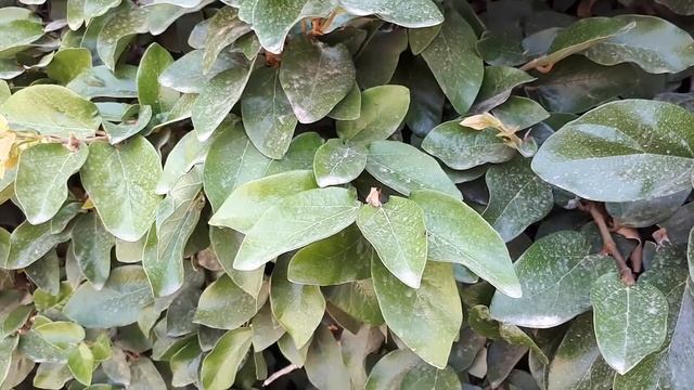 Ficus pumila – grow & care (Creeping fig or Climbing fig) смотреть онлайн